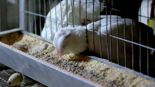 Feeding Quails Chickens in Hen House on Poultry Farm