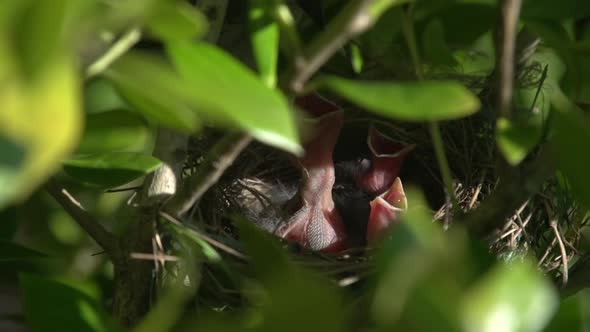 Baby birds waiting to be fed.