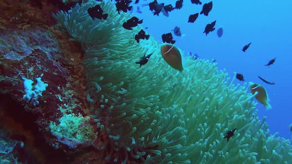 a large anenome with its dominoes and anenomefish on the side of a coral reef