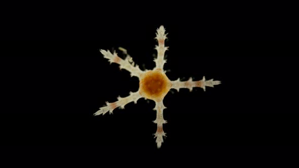 Ophiures Under a Microscope, Similar To Asteroidea (Sea Star), Type Echinodermata, Has Five