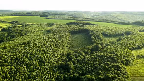 Top down aerial view of green summer forest with large area of cut down trees as result