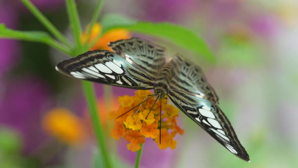 Macro shot ofing butterfly on colorful blooming flower petal in nature during spring season