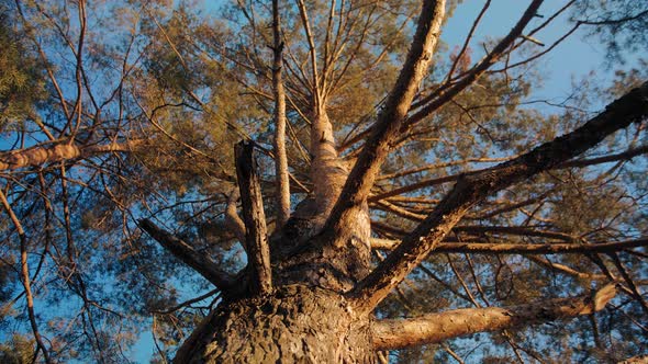 Crown of High Old Pine Tree