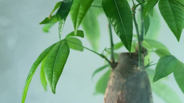 A Small Tree in a Pot Pachira