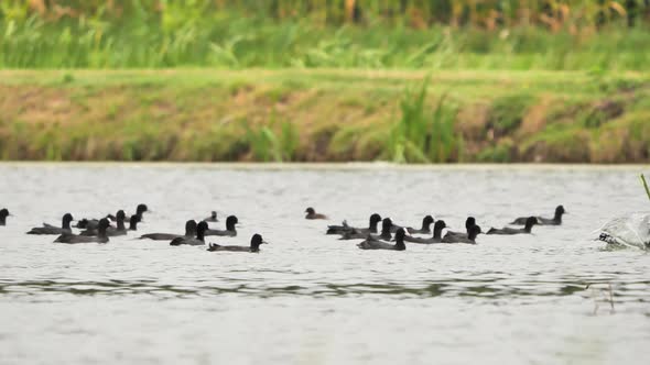 Flock of Eurasian Coot birds on the lake