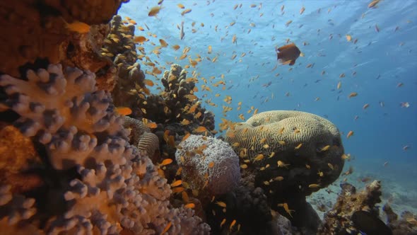 Underwater Fish and Coral Garden