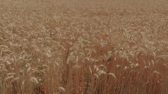 Dry Wheat field ready for harvest, Aerial footage.