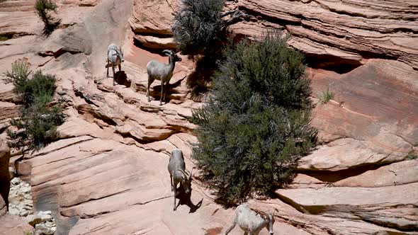 Deers on the Mountains of Zion National Park USA Slow Motion