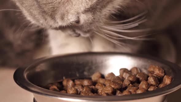 Close-up Of A Kitten Eating