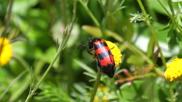 Black-And-Red-Bug on A Common Dandelion 