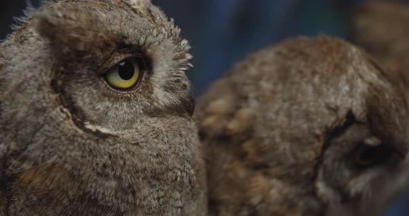 Close Up of the Beautiful Owls with Big Eyes, Gorgeous Wild Birds, 