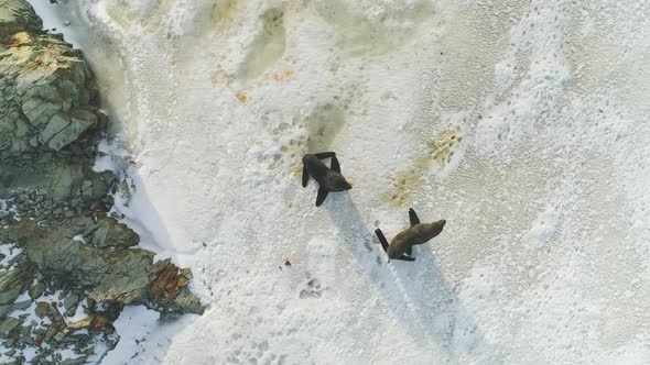 Fur Seal Family on Snow Surface Top Down View