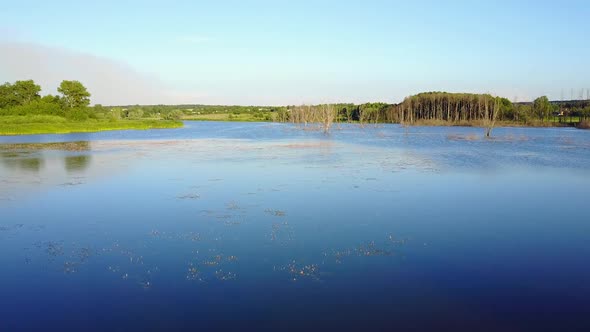 Dead Trees In The Water. Landscape abstract background.