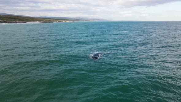 Aerial view of southern right whales in ocean, Western Cape, South Africa.