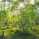 Forest Morning Sun Rays Light Jungle Green Grass Nature Wood Outdoor - VideoHive Item for Sale