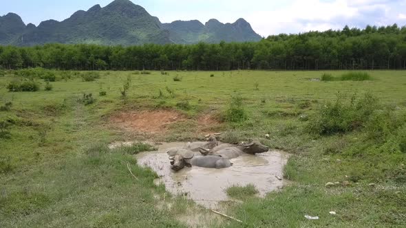 Asian Buffaloes Bathe in Dirty Puddle on Hot Day Upper View