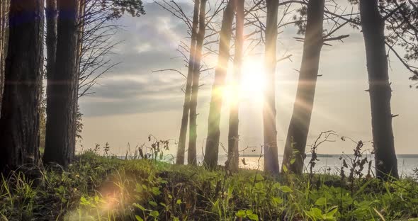 Wild Forest Lake Timelapse at the Summer Time. Wild Nature and Rural Meadow, Green Forest of Pine