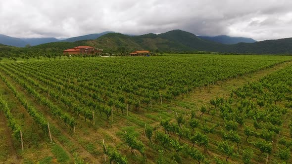 Flying over extensive vineyard rows, farming and agriculture, family business