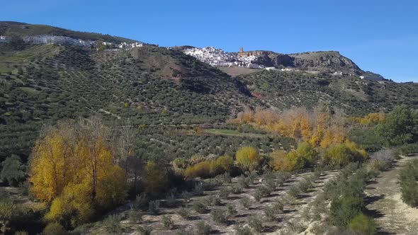 Aerial view of a field of olives with a river in autumn and a small spanish village in the backgroun