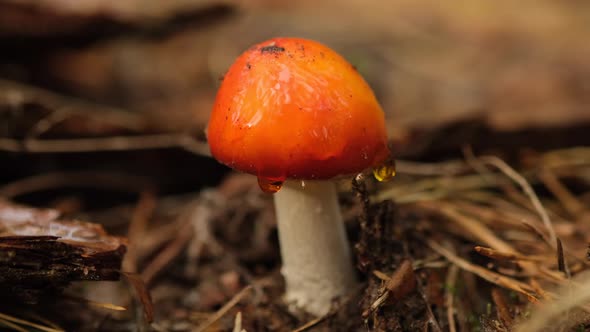 Fly agaric in forest autumn. a drop of water flows down the fly agaric