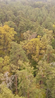 Vertical Video Forest with Trees in the Fall