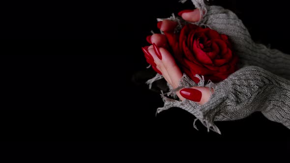 Women's Hands Holding Red Rose on Black Background with Dissipating Steam