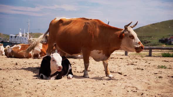 Cows on the Beach. Animals on Lake Baikal. Livestock.