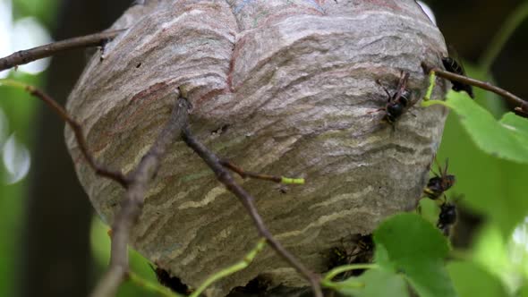 Wasp's Nest is Hanging on a Tree and Wasps