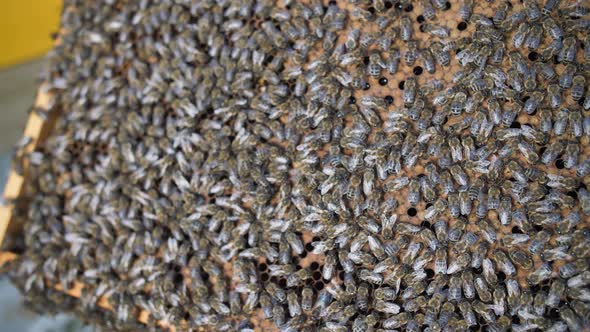 A Colony of Bees Swarms in the Hive