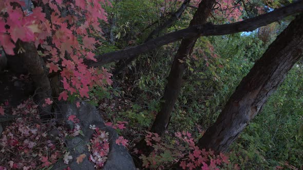 Slow rise viewing river through tree with red leaves