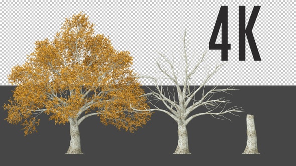 Prunus Tree Growing alt