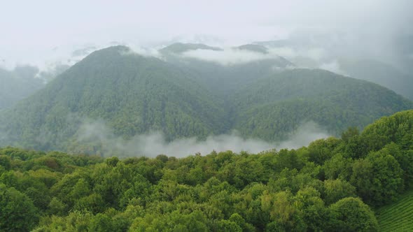 Tea Bushes Grow on the Mountainside. Organic Product. Cultivation and Harvest of Tea