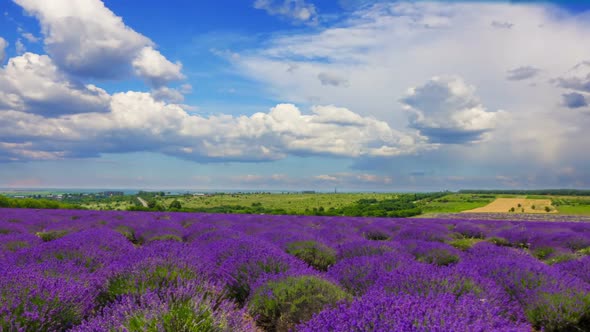 Fluffy Clouds Over A Field Of Lavender