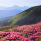 Splendid landscape in sunny summer day with pink rhododendron flowers. Filmed in 4k video. - VideoHive Item for Sale
