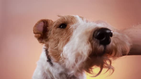 Close Up Muzzle of Dog Fox Terrier Breed on Orange Pink Gradient Background. The Owner's Hand