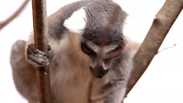 Adorable lemur on white background