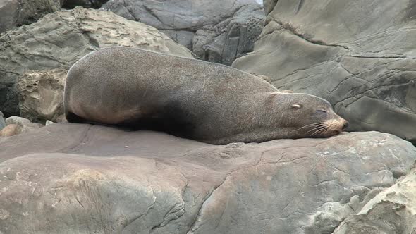 Sea lion sleeping on a rock