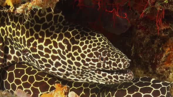 Honeycomb moray eel close up on coral reef