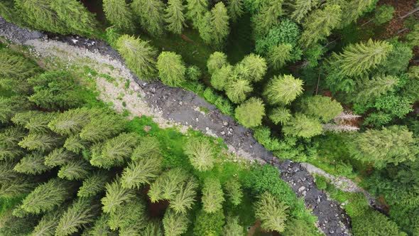 Top Down View of Green Pine Forest and Wild River with Rapids on a Sunny Day