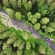 Top Down View of Green Pine Forest and Wild River with Rapids on a Sunny Day - VideoHive Item for Sale
