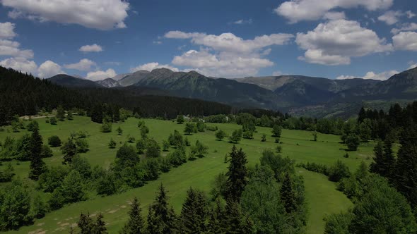 Pine Forests And Alpine Meadows