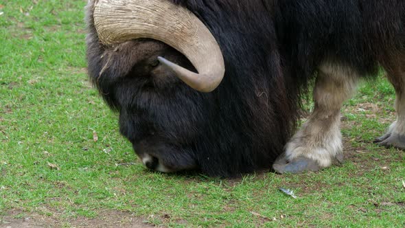 Muskox Musk Oxen or Buffalo Grazing in Meadow