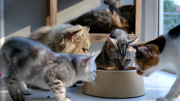 Cute Persian Cats Eating Dry Food From Bowl