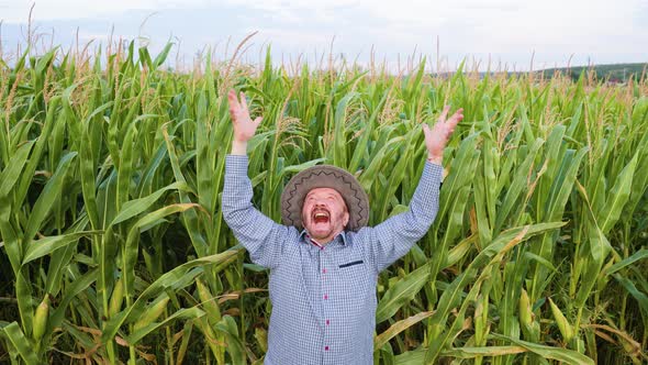 Elderly Screaming Farmer Agronomist Raises His Hands Up in Happiness in His Field with Corn