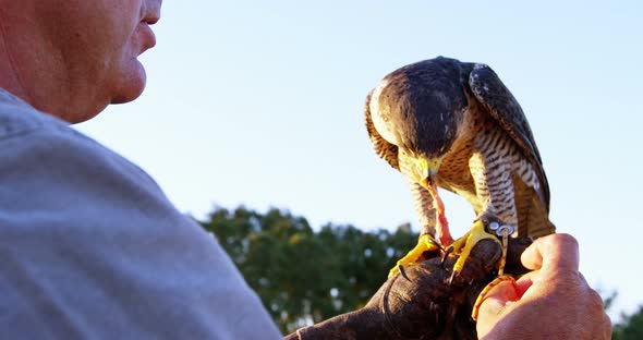 Man feeding falcon eagle on his hand