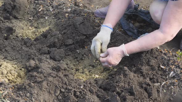 Woman in Gloves Fertilizes with Dry Horse Manure Bed in the Garden