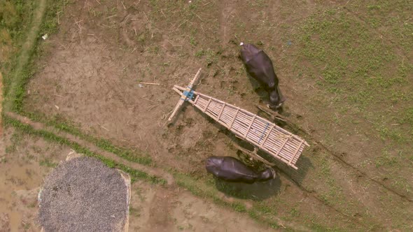 Famers working in agricultural fields, Mayapur, India. 4k aerial 