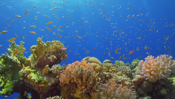 Tropical Fish on Vibrant Coral Reef