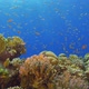 Tropical Fish on Vibrant Coral Reef - VideoHive Item for Sale