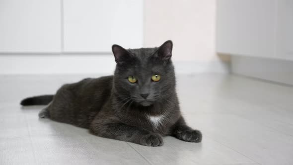 Gray Cat Lying on the Floor Monitors the Movement of the Spikelet